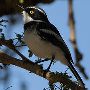 Western Black-headed Batis