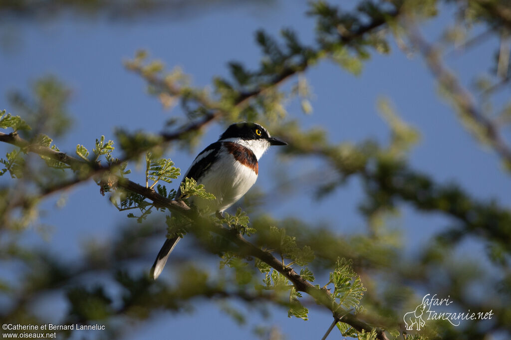 Western Black-headed Batis female adult, identification