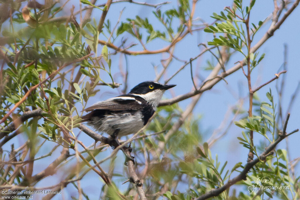 Pririt Batis male adult, identification