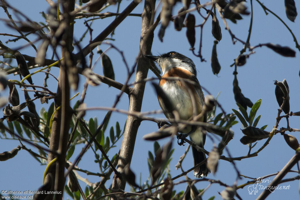 Cape Batis female adult