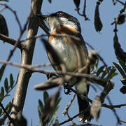 Cape Batis