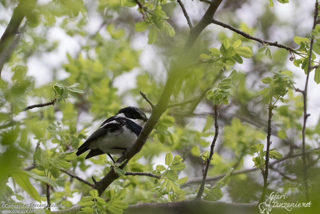 Chinspot Batis male adult