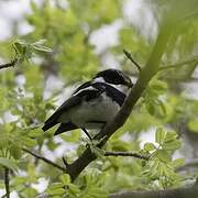 Chinspot Batis