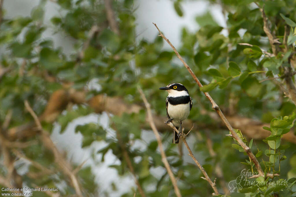 Pale Batis male adult