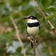 Pale Batis