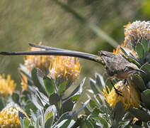 Cape Sugarbird