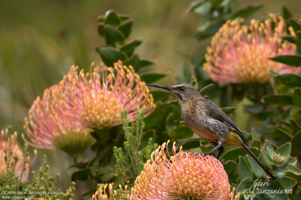 Cape Sugarbird female adult, identification