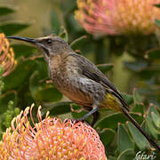 Cape Sugarbird