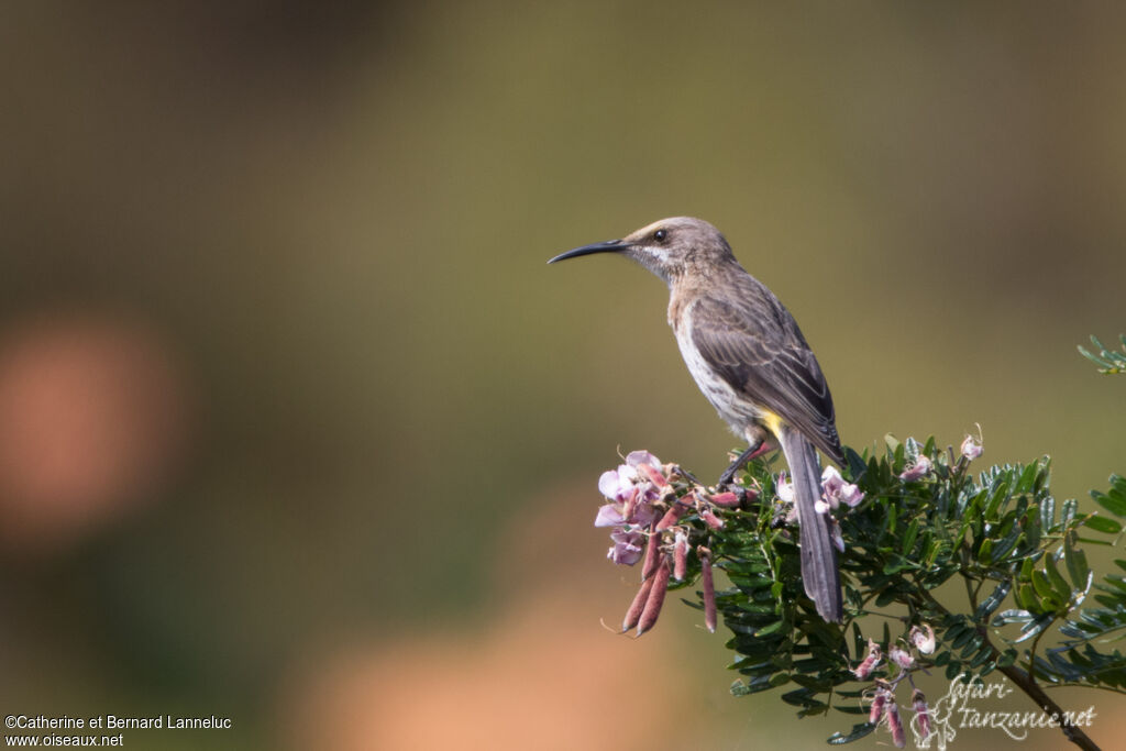 Promérops du Capimmature, identification