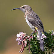 Cape Sugarbird