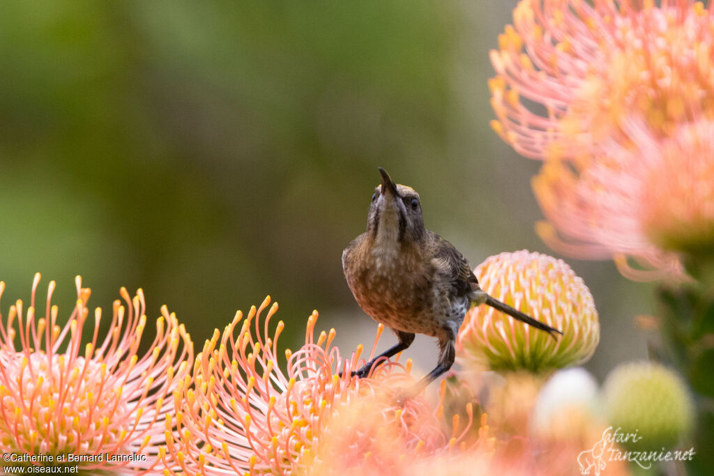 Cape Sugarbird female adult