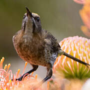 Cape Sugarbird