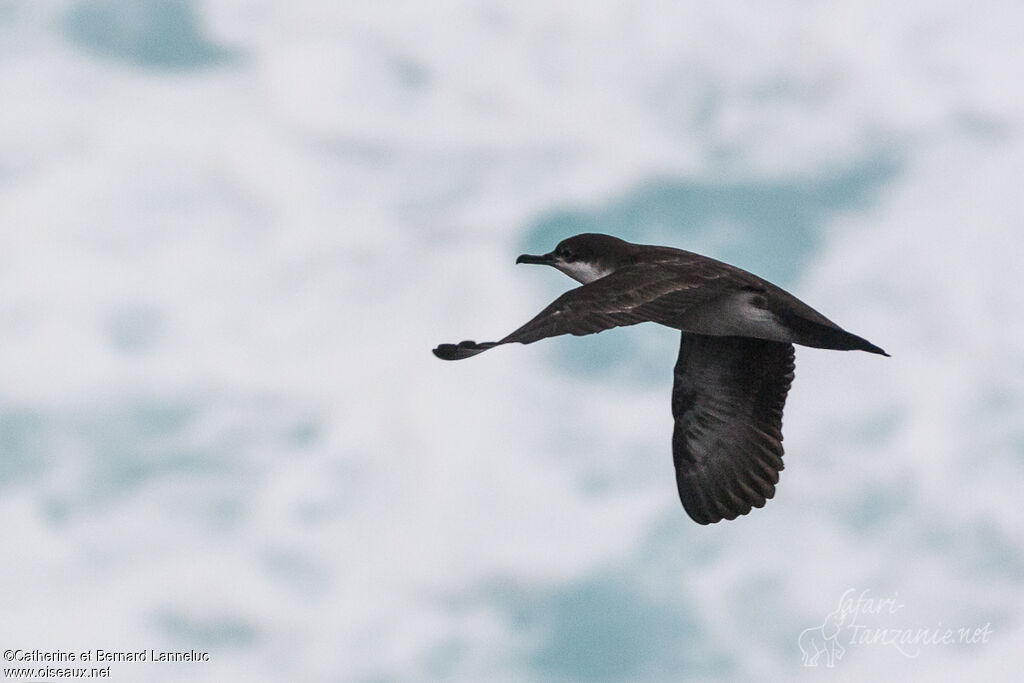 Galapagos Shearwater