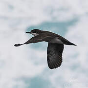 Galapagos Shearwater