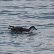 Galapagos Shearwater