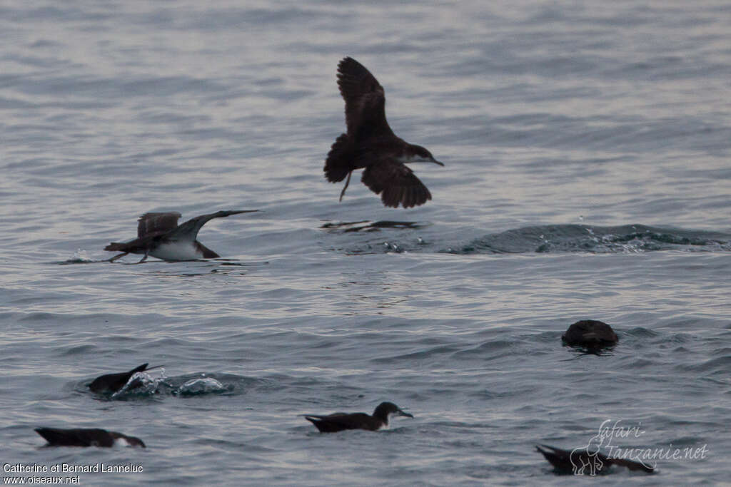 Galapagos Shearwater, habitat, fishing/hunting