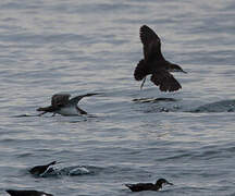 Galapagos Shearwater