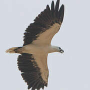 White-bellied Sea Eagle