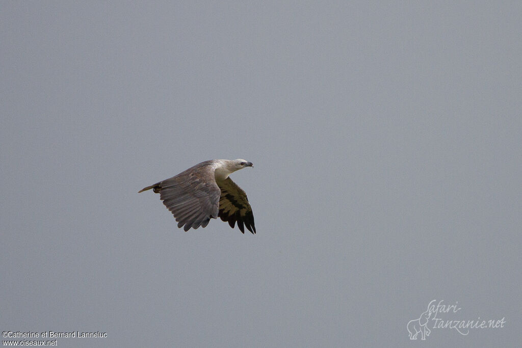 White-bellied Sea Eagle, Flight