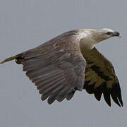 White-bellied Sea Eagle