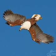 African Fish Eagle