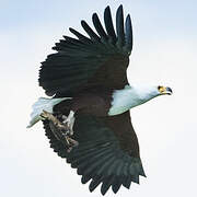 African Fish Eagle