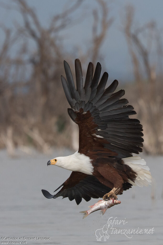 African Fish Eagleadult, Flight, fishing/hunting