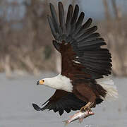 African Fish Eagle