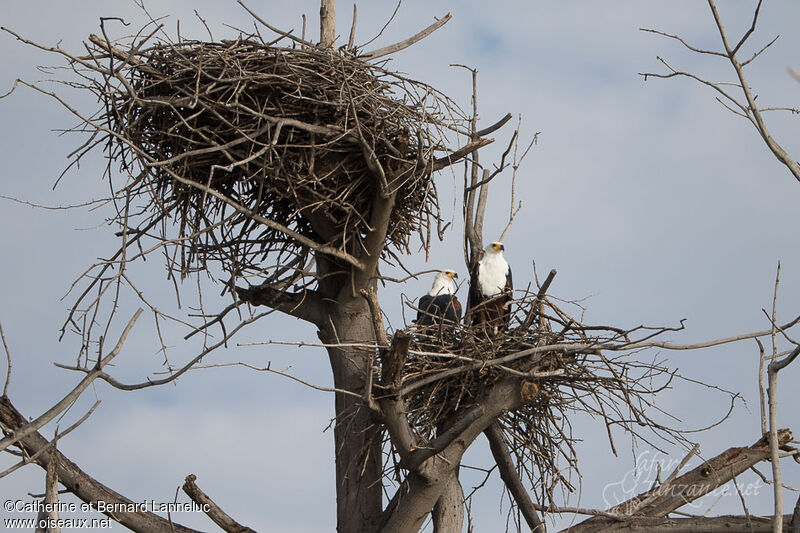 African Fish Eagle adult, Reproduction-nesting