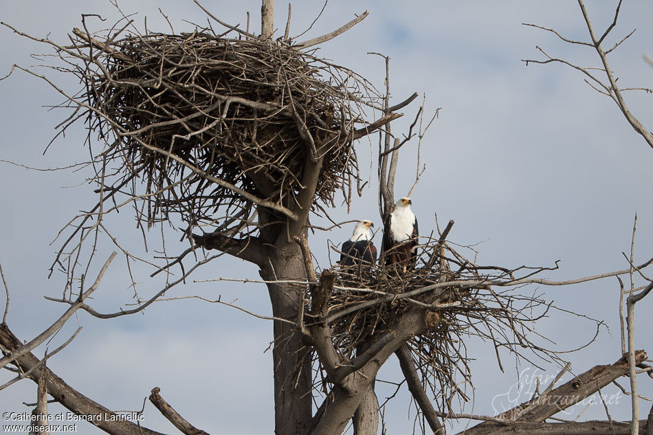 African Fish Eagle adult, Reproduction-nesting