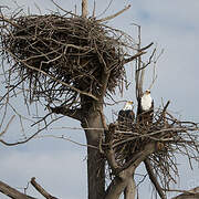 African Fish Eagle