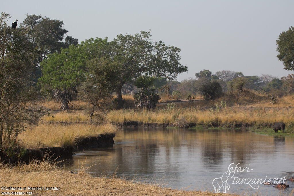 African Fish Eagleadult, habitat