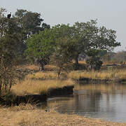 African Fish Eagle