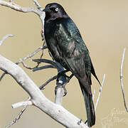 Brewer's Blackbird