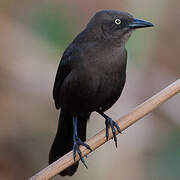 Carib Grackle