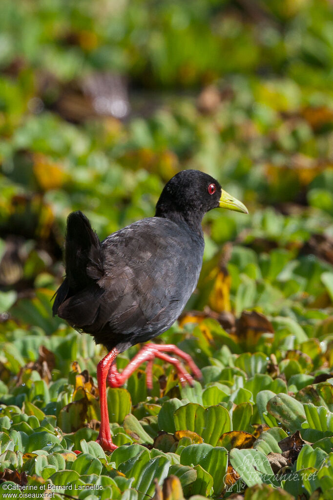 Black Crakeadult, walking