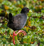 Black Crake