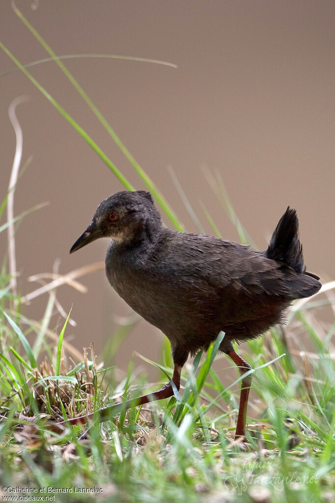 Black Crakejuvenile, identification