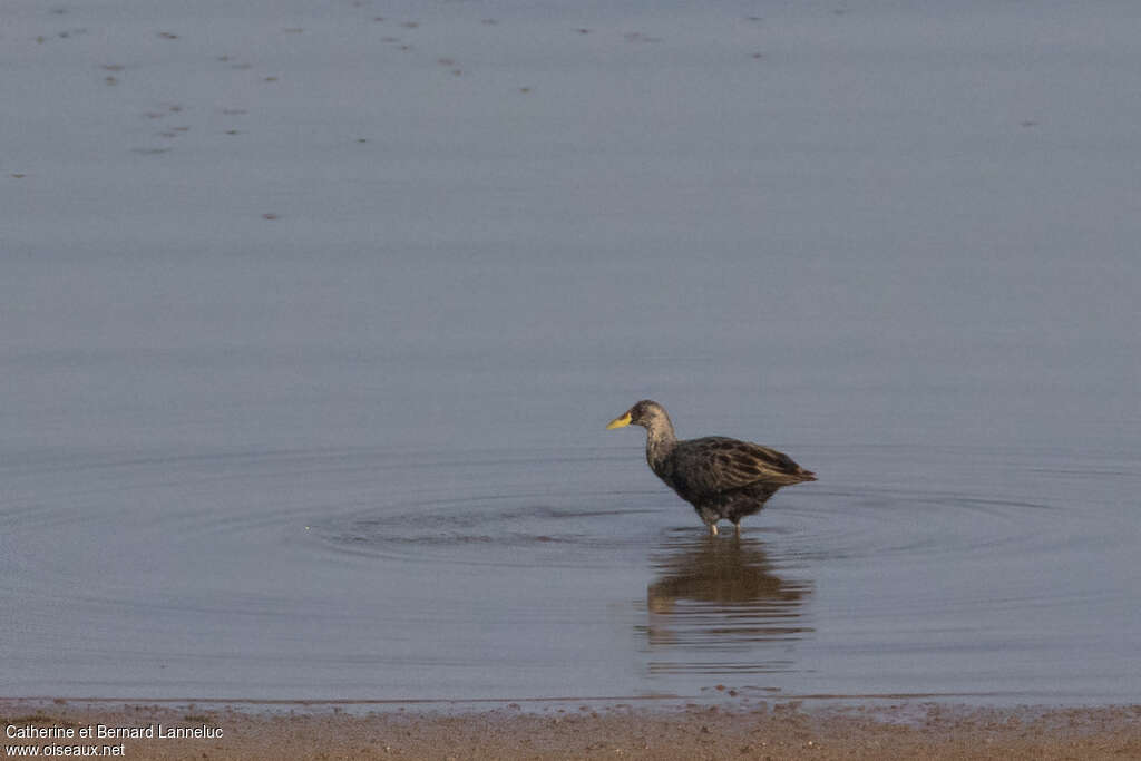 Râle à crête mâle immature, identification