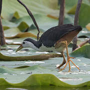 White-breasted Waterhen