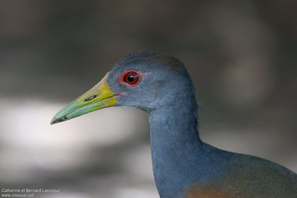 Grey-cowled Wood Railadult, close-up portrait