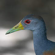 Grey-cowled Wood Rail