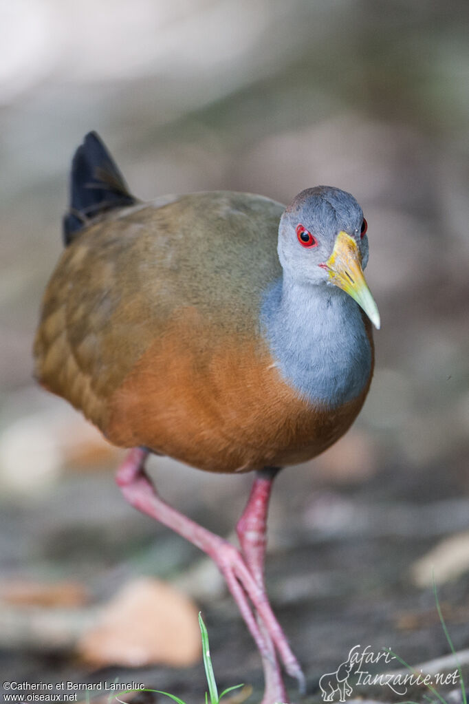 Grey-cowled Wood Railadult, identification