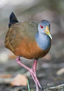 Grey-cowled Wood Rail