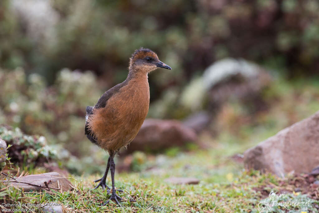 Râle de Rougetimmature, identification