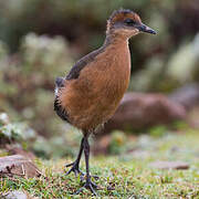 Rouget's Rail