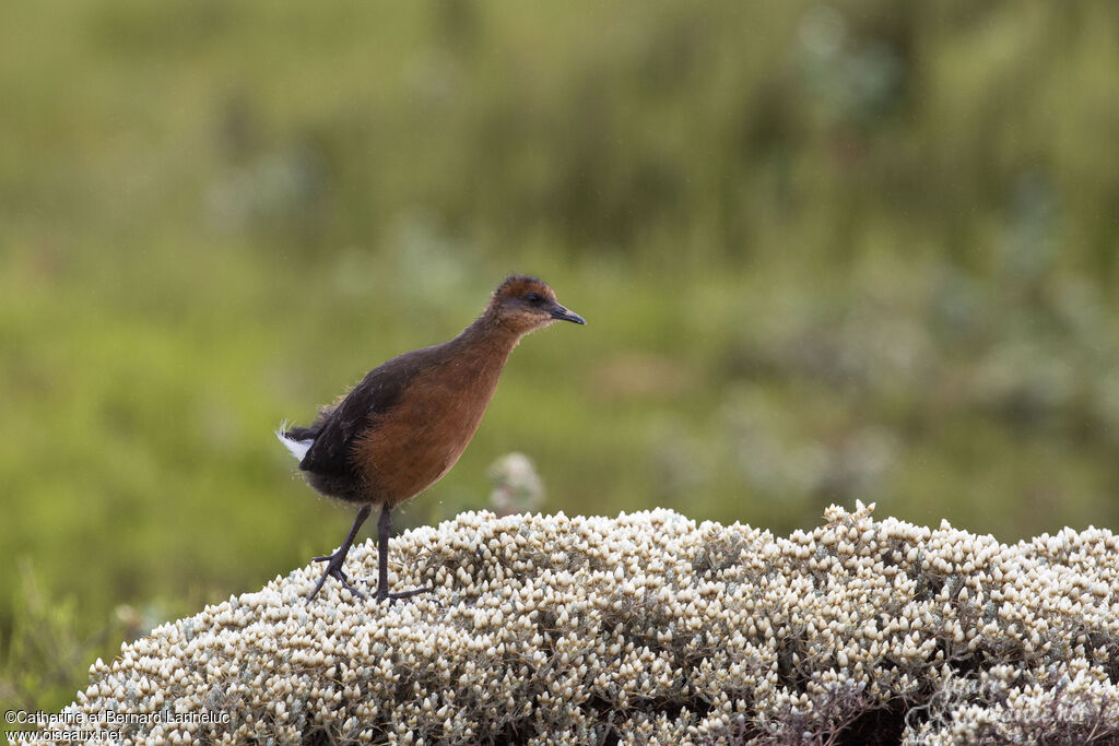 Rouget's Railimmature