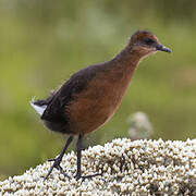 Rouget's Rail