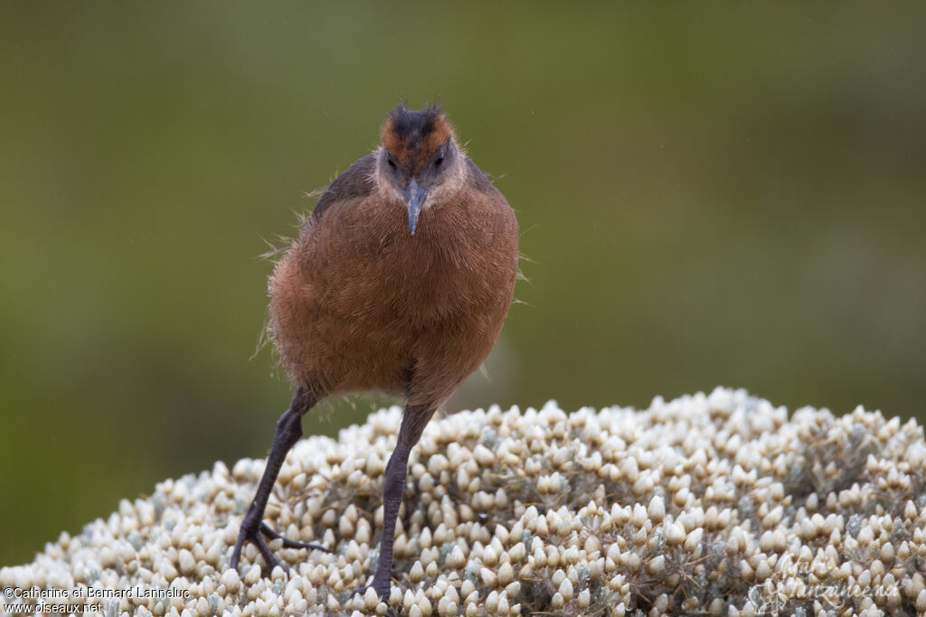 Rouget's Railimmature