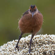 Rouget's Rail